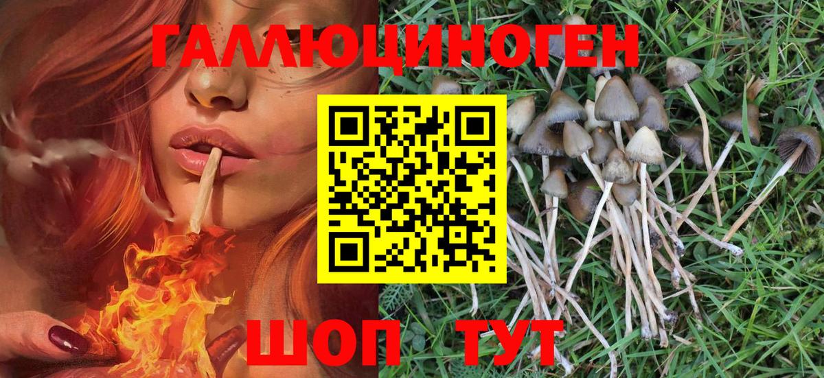 Галлюциногенные грибы Psilocybe  Вход с VPN  Россия 